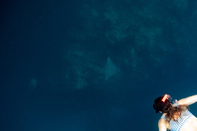 An Eagle Ray and Turtle Tour-Small Groups & Photography Included - Who will enjoy this most