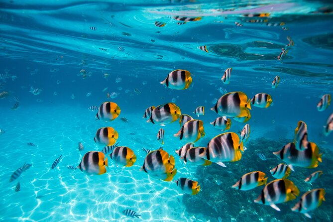 An Immersed Day in Bora Bora with O-sea - Lunch on a family motu
