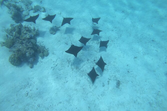 An Immersed Day in Bora Bora with O-sea - The coral garden and tropical fish