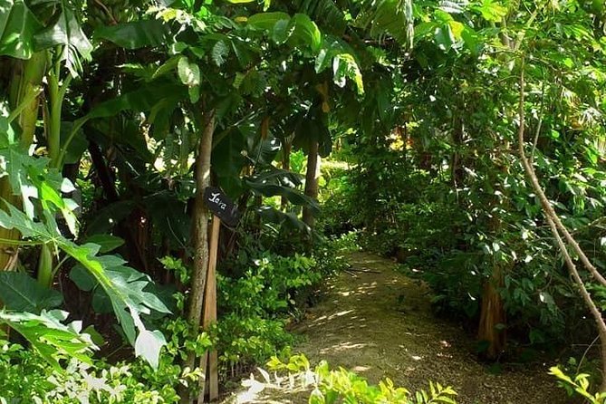 Ancient Tonga Cultur Tour 2hr Full Culture Tour - Tongan plants, medicine, and beauty products