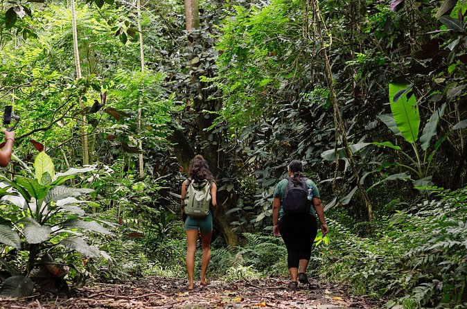 AOA Polynesian Forests - Hiking Sanctuary Biodiversity Tahiti - Weather, cancellation, and planning details