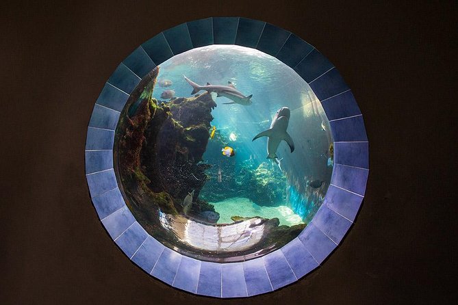 Aquarium Package in Nouméa's with Admission with Hop-on Hop-Off - What you are really buying for $32.28