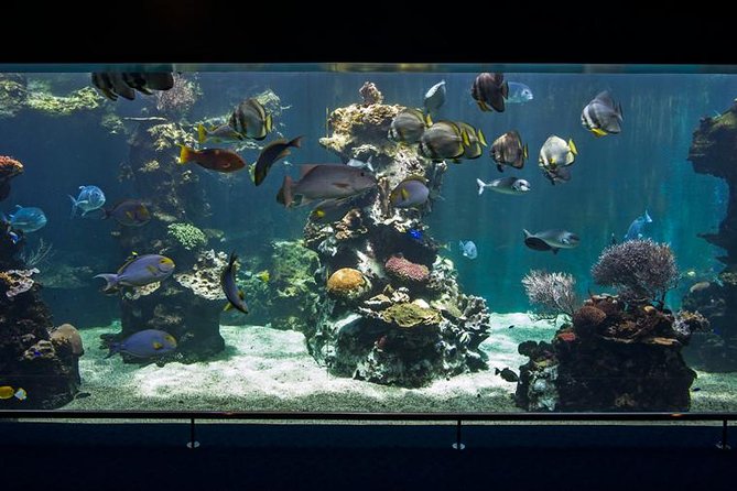 Aquarium Package in Nouméa's with Admission with Hop-on Hop-Off - Entering the Aquarium des Lagons