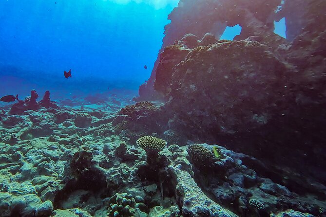 Ariki Adventures: Premium Sea Scooter Shipwreck Adventure - Marine life: exciting, but never guaranteed