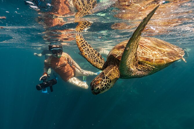 Ariki Adventures: Premium Sea Scooter Turtle Adventure - Why the sea scooter matters in Rarotonga