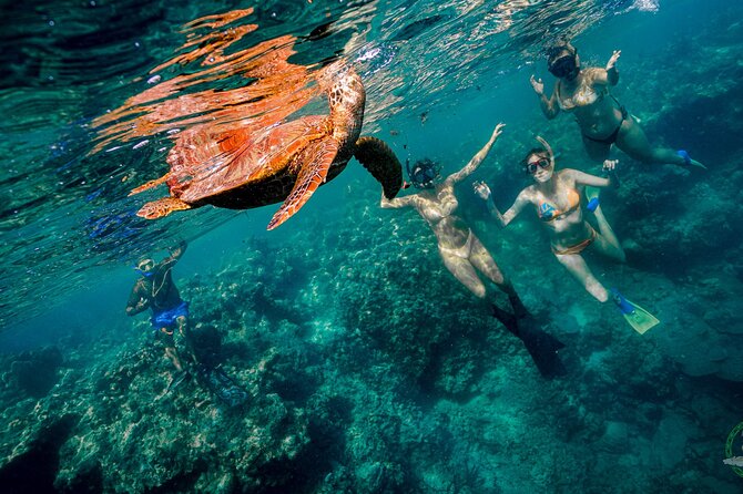 Ariki Adventures: Premium Sea Scooter Turtle Adventure - Photos, showers, and the practical finish