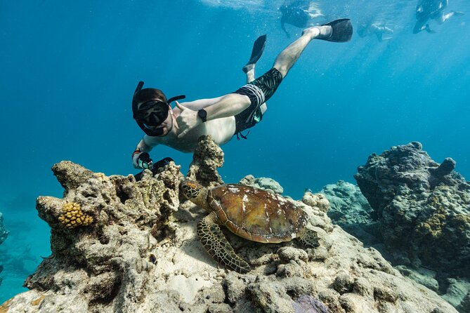 Ariki Adventures: Premium Sea Scooter Turtle Adventure - The conservation side of the experience