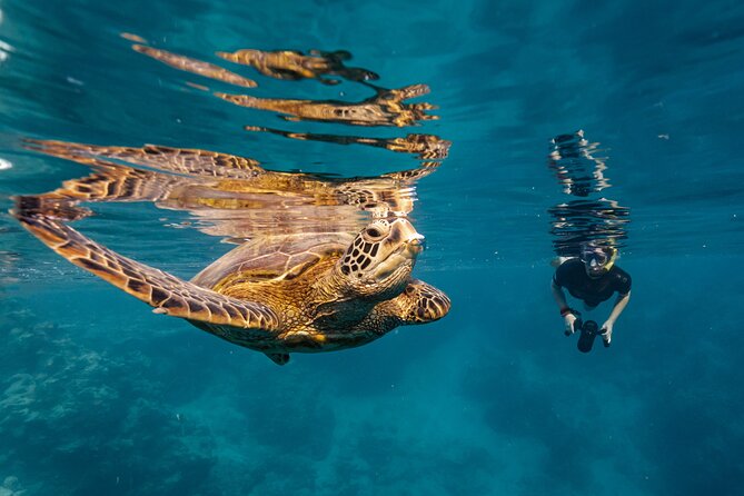 Ariki Adventures: Premium Sea Scooter Turtle Adventure - Starting at Ariki Adventures in Takitumu District