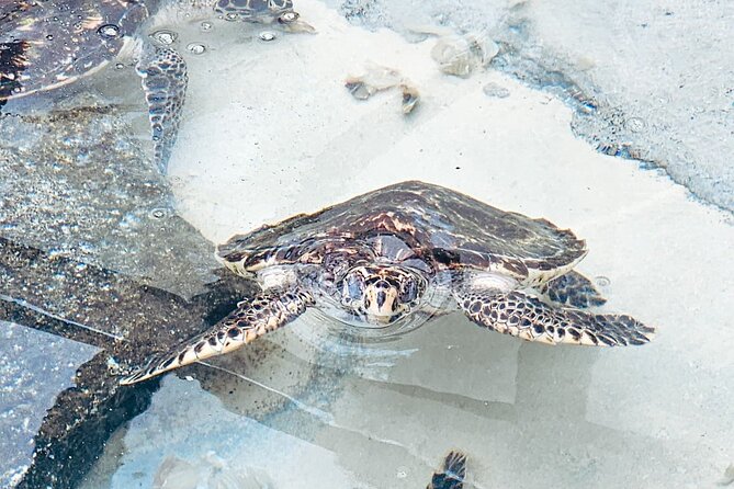 Beachcomber Island Day Trip Fiji's Authentic Island Experience - Glass-bottom viewing and fish feeding