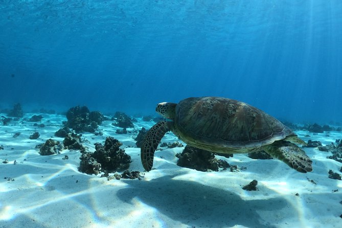 Best Way to Interact with Ocean Wildlife with Lunch. 6H - Second stop: coral, fish, and underwater tikis