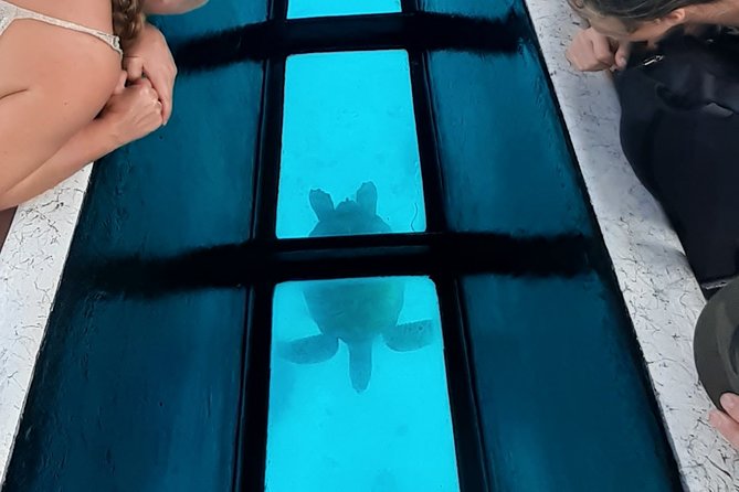 Best Way to Interact with Ocean Wildlife with Lunch. 6H - Third stop: stingrays and reef sharks