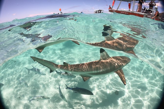 Best Way to Interact with Ocean Wildlife with Lunch. 6H - How much value do you get for $174.02?