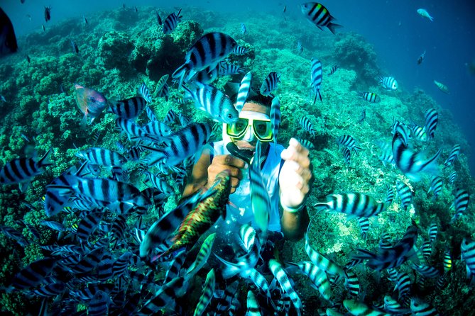 Blue Lagoon Cruises - Wanderer Cruise - 4 Night - Day 4: Drawaqa Island and marine conservation