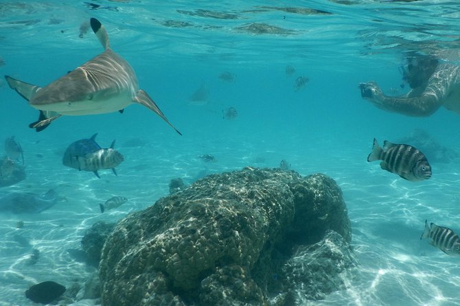 Boat tour 1/2 day Excursion in the lagoon of Moorea - Turtles, rays, and black-tip sharks
