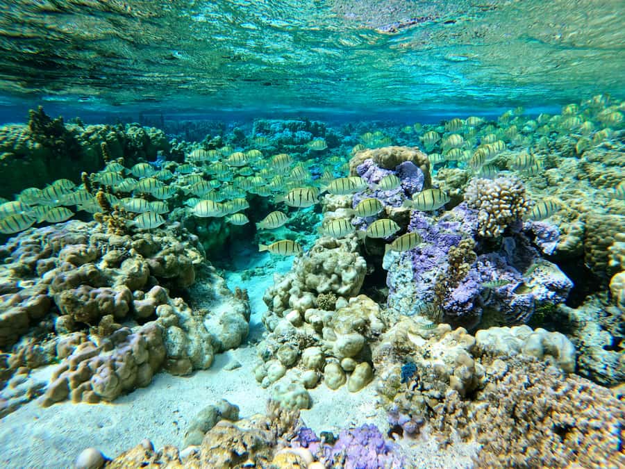 Bora Bora: 1/2 day Coral Discovery tour - Shared tour - What the marine biology focus adds