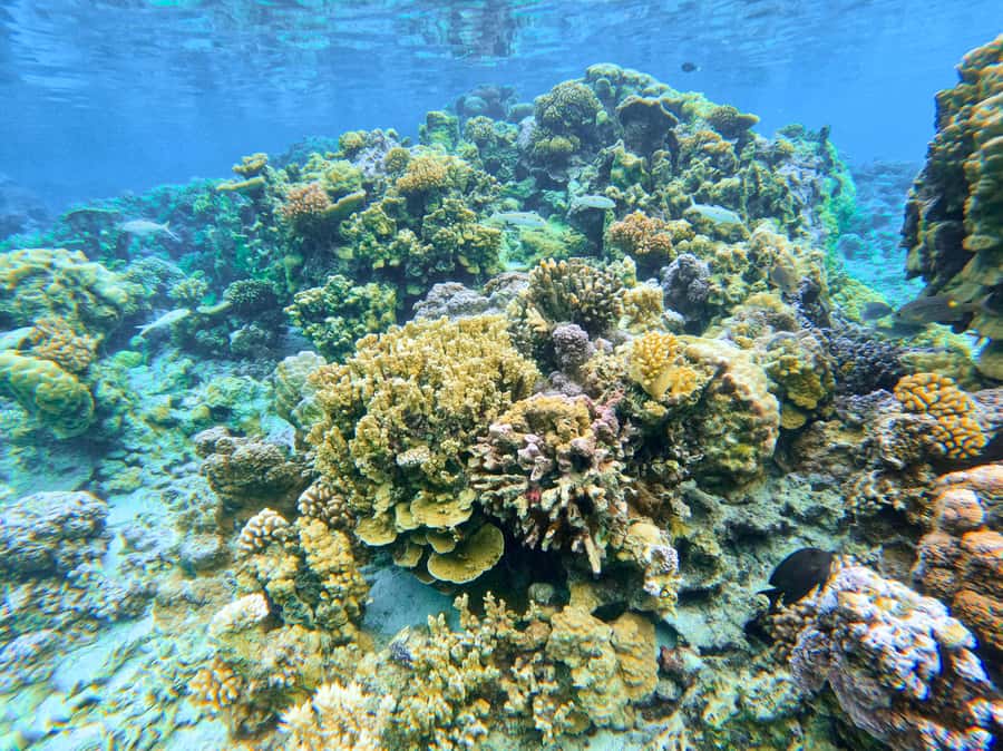 Bora Bora: 1/2 day Coral Discovery tour - Shared tour - Four hours, with the useful parts included