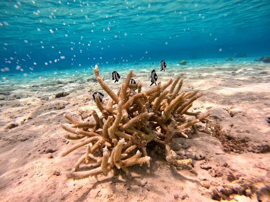 Bora Bora: 1/2 day Coral Discovery tour - Shared tour - Boat comfort, group size, and the shared-tour tradeoff