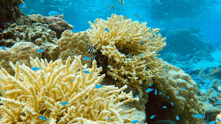 Bora Bora: 1/2 day Coral Discovery tour - Shared tour - Who will enjoy this most