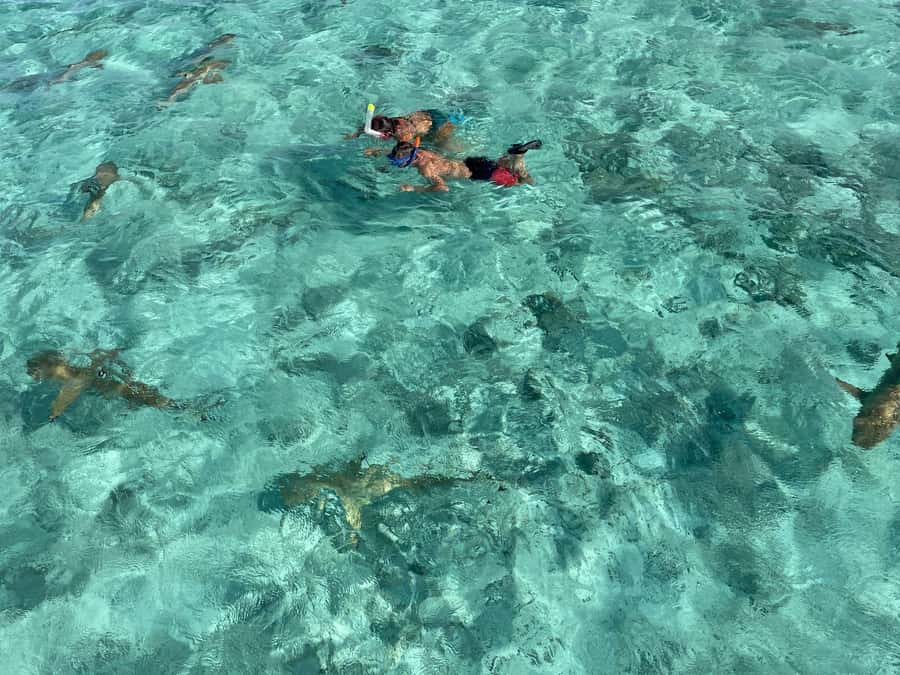 Bora Bora: 1/2 day lagoon safari - Shared tour - Stop one: sharks and stingrays in clear, shallow water