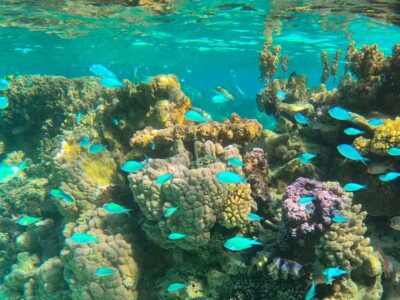 1/2 day lagoon safari – Shared tour