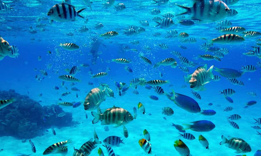 Bora Bora: 1/2 day lagoon safari - Shared tour - What is included, and what you still need