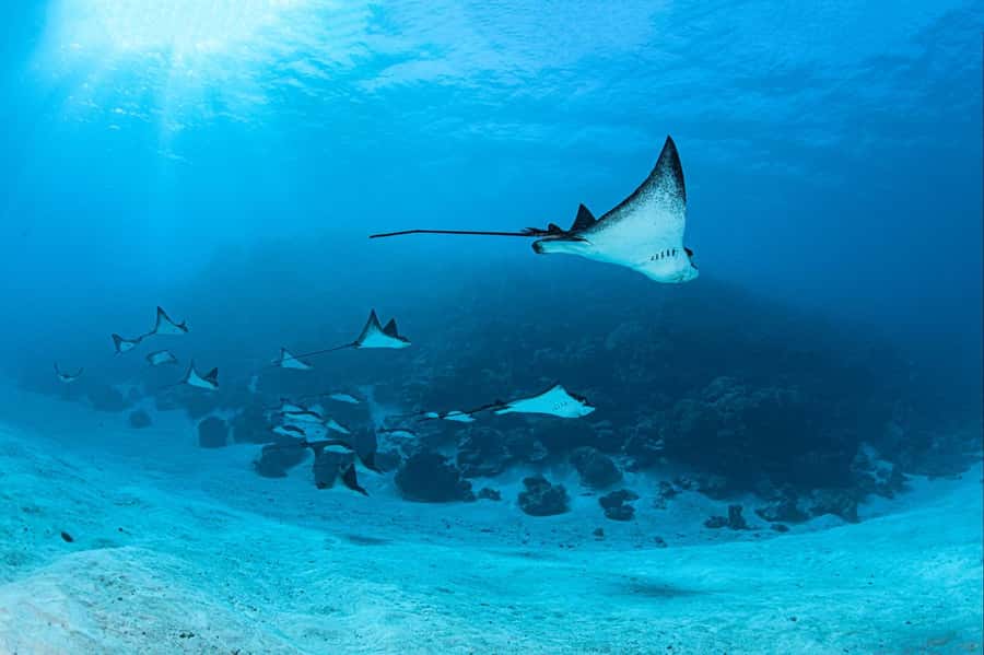 Bora Bora: 1 afternoon dive for certified divers - Equipment, Nitrox, and what you need to bring