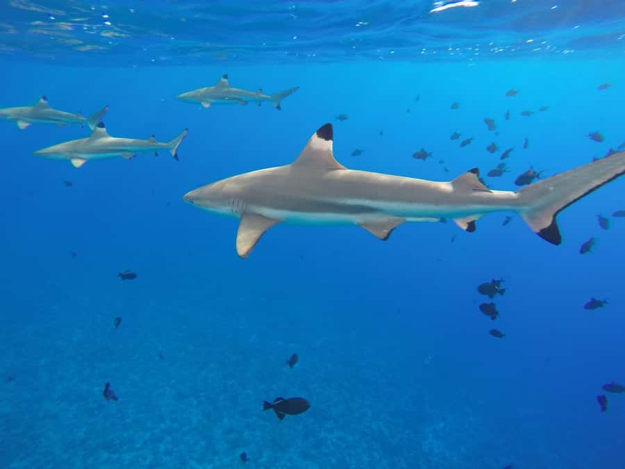 Bora Bora: 3.5-Hour Lagoon Boat Tour with Snorkeling - What to Pack for 210 Minutes on the Lagoon