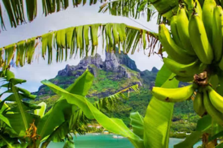Bora Bora: 4WD History & Culture Tour - Key points to know before you book