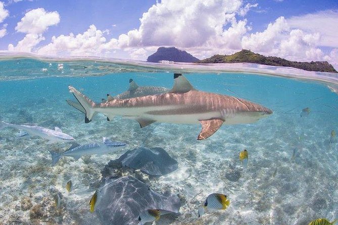 Bora Bora 4WD Tour & Eco Shark & Ray Snorkel Cruise - WW2 sites add depth to the island tour