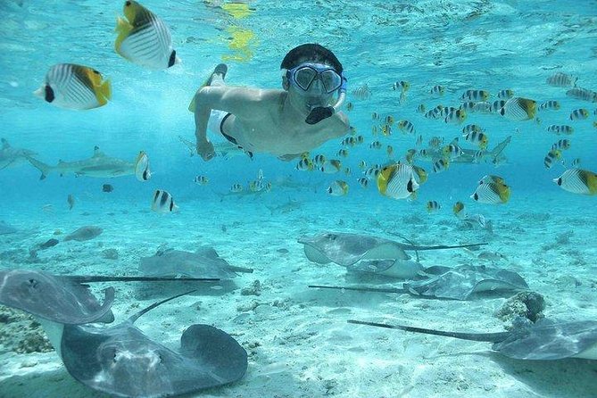 Bora Bora 4WD Tour & Eco Shark & Ray Snorkel Cruise - The lagoon cruise brings the main thrill