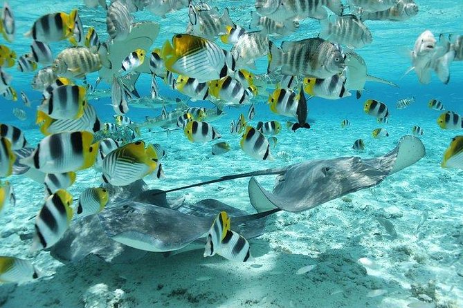 Bora Bora 4WD Tour & Eco Shark & Ray Snorkel Cruise - Bring the right gear and expect full sun