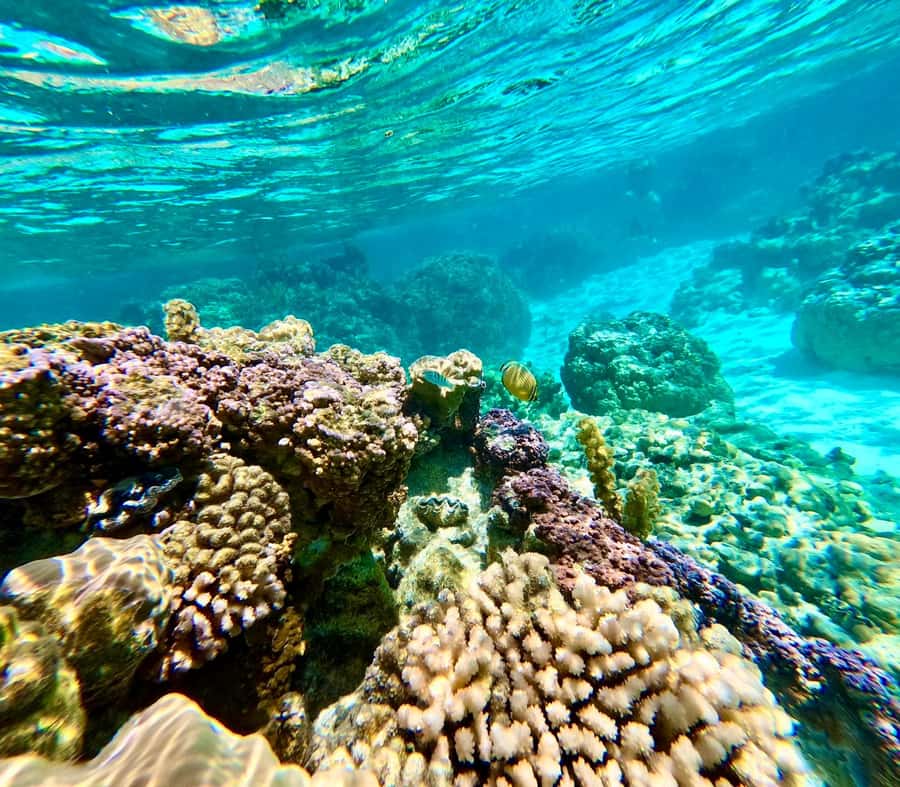 Bora Bora: Blue Lagoon Cruise, Snorkeling and Lunch . - Who will enjoy this outing most
