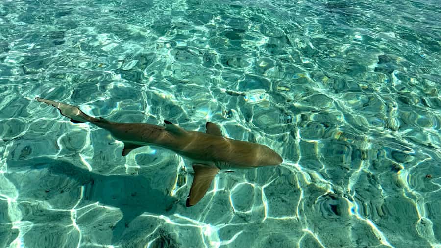 Bora Bora: Blue Lagoon Cruise, Snorkeling and Lunch . - Swimming near sharks and rays