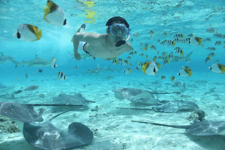 Bora Bora: Eco Shark and Snorkeling Safari - At a glance