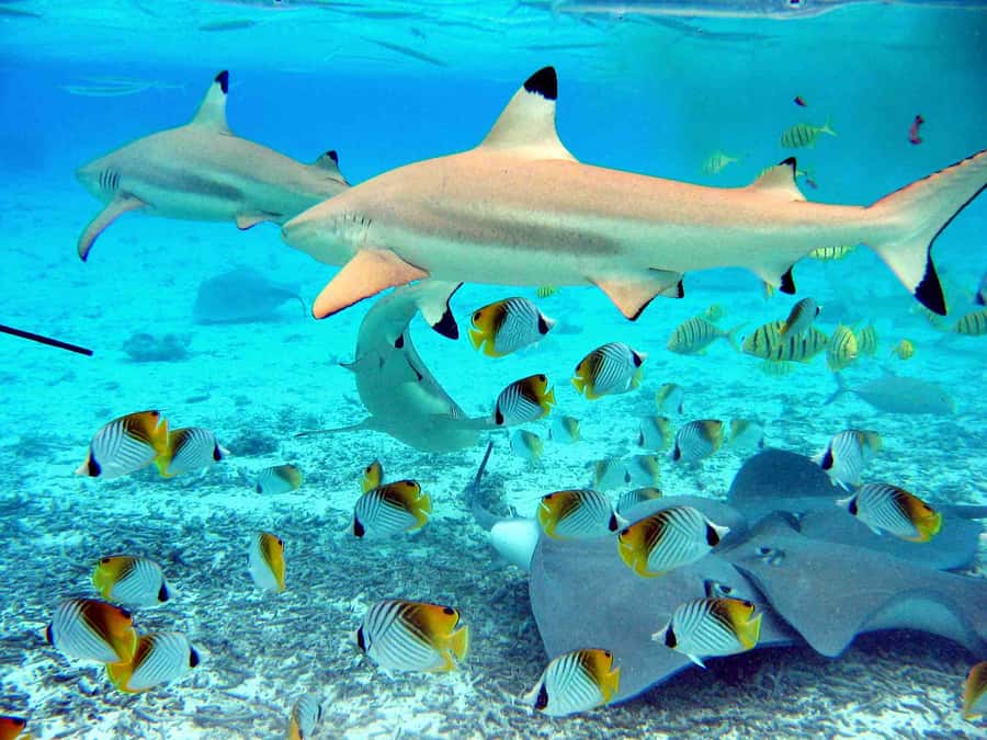Bora Bora: Eco Shark and Snorkeling Safari - Three stops, three different views of Bora Bora’s lagoon