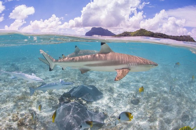Bora Bora Eco Snorkel Cruise Including Snorkeling with Sharks and Stingrays - What to bring for comfort and better photos