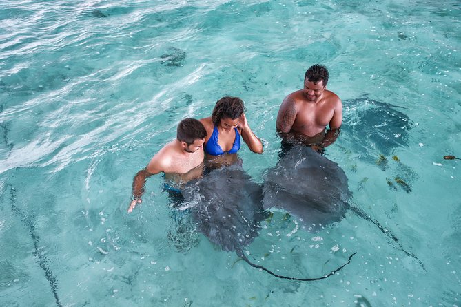 Bora Bora Eco Snorkel Cruise Including Snorkeling with Sharks and Stingrays - Price, timing, and practical value