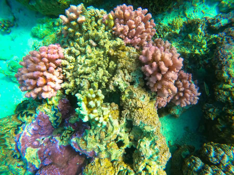 Bora Bora: Full day Lagoon Safari & Lunch on a Motu - ST - The day at a glance