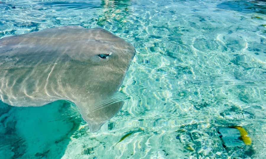 Bora Bora: Full day Lagoon Safari & Lunch on a Motu - ST - Why this lagoon safari works so well