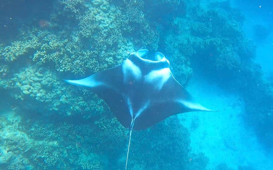 Bora Bora: Full day Lagoon Safari & Lunch on a Motu - ST - First stop: blacktip sharks and stingrays