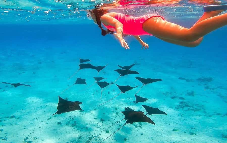 Bora Bora: Full day Lagoon Safari & Lunch on a Motu - ST - Lunch on a small motu