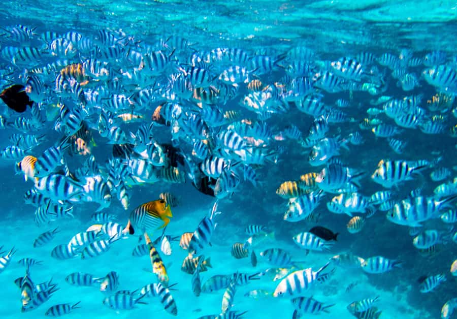 Bora Bora: Full-Day Lagoon Snorkelling Tour - The island circuit shows Bora Bora from the water