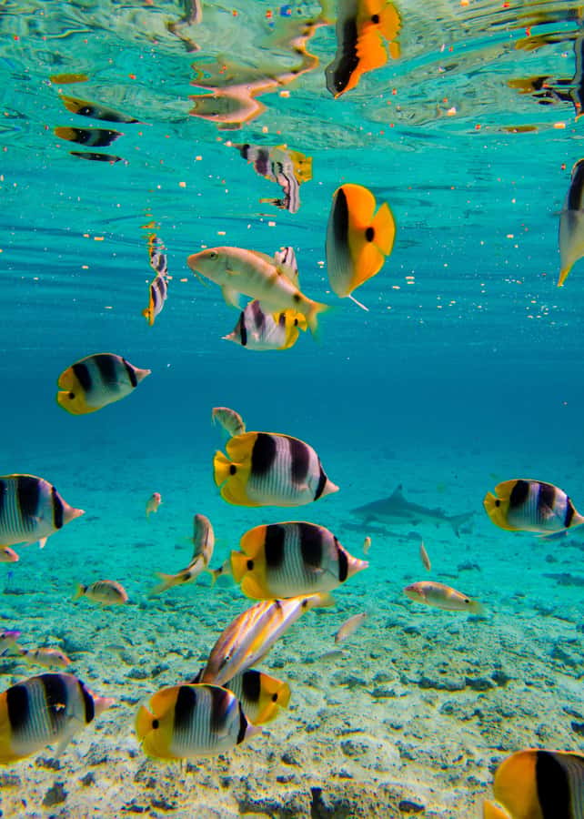 Bora Bora: Full-Day Lagoon Snorkelling Tour - Meeting rays in waist-deep water