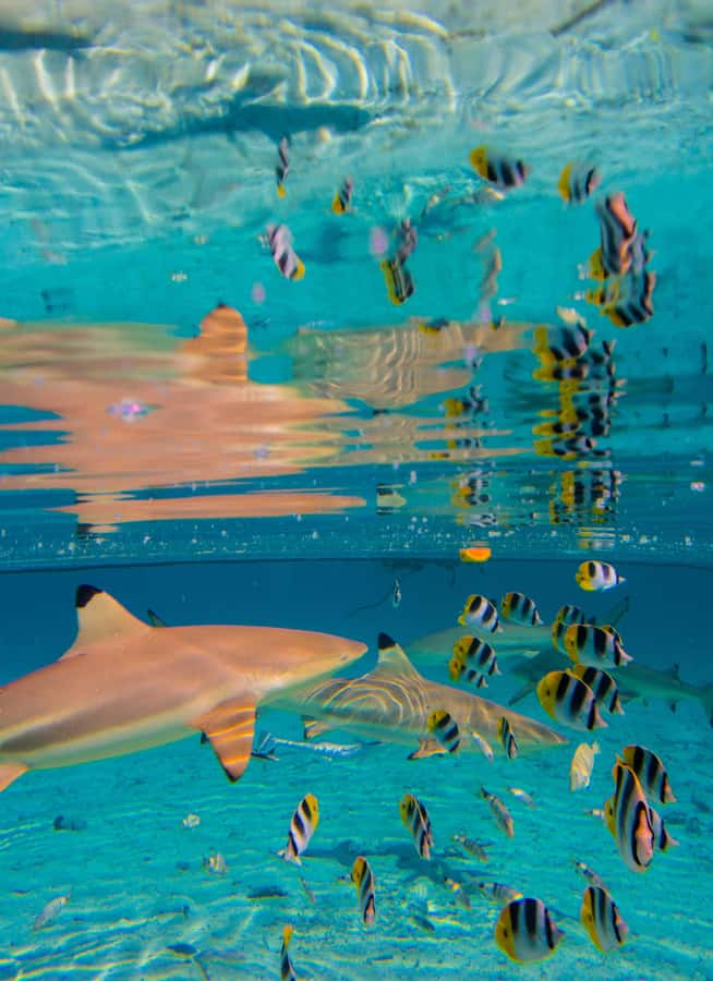 Bora Bora: Full-Day Lagoon Snorkelling Tour - Who should book this lagoon tour