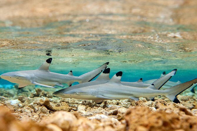 Bora Bora Full Day Snorkeling with Lunch - What to Bring for a Better Day
