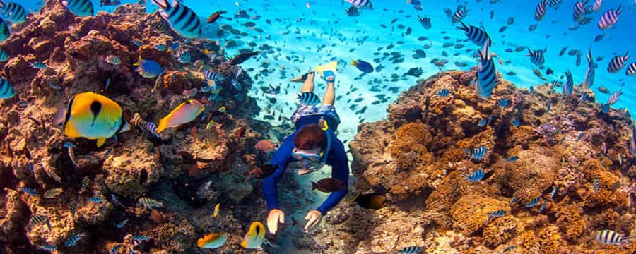 Bora Bora: Half Day Catamaran Sailing & Snorkelling - The Speedboat Transfer and Hotel Pickup