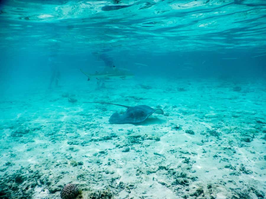 Bora Bora: Half-Day Lagoon Snorkelling Tour - Key points at a glance