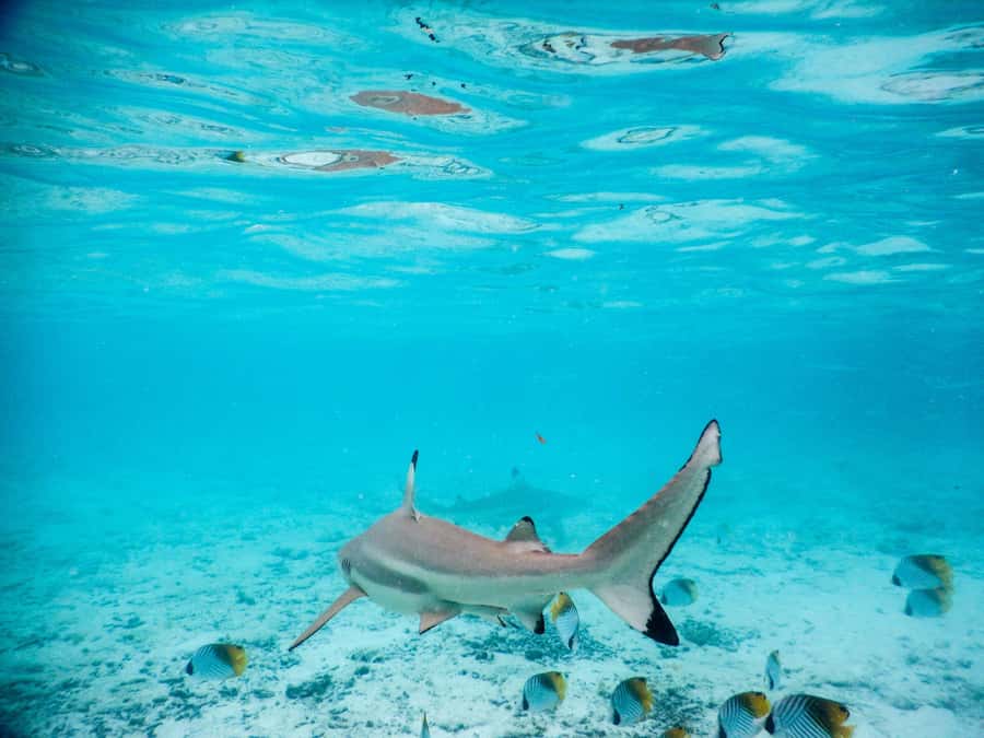 Bora Bora: Half-Day Lagoon Snorkelling Tour - Starting from Bora Bora’s hotel piers