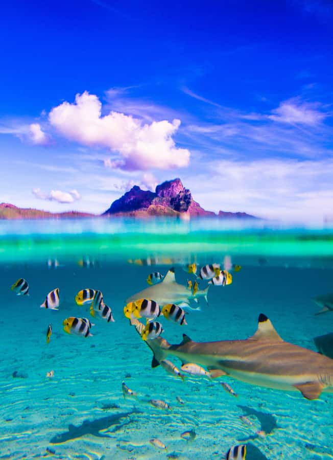 Bora Bora: Half-Day Lagoon Snorkelling Tour - Who will enjoy this half-day trip most?