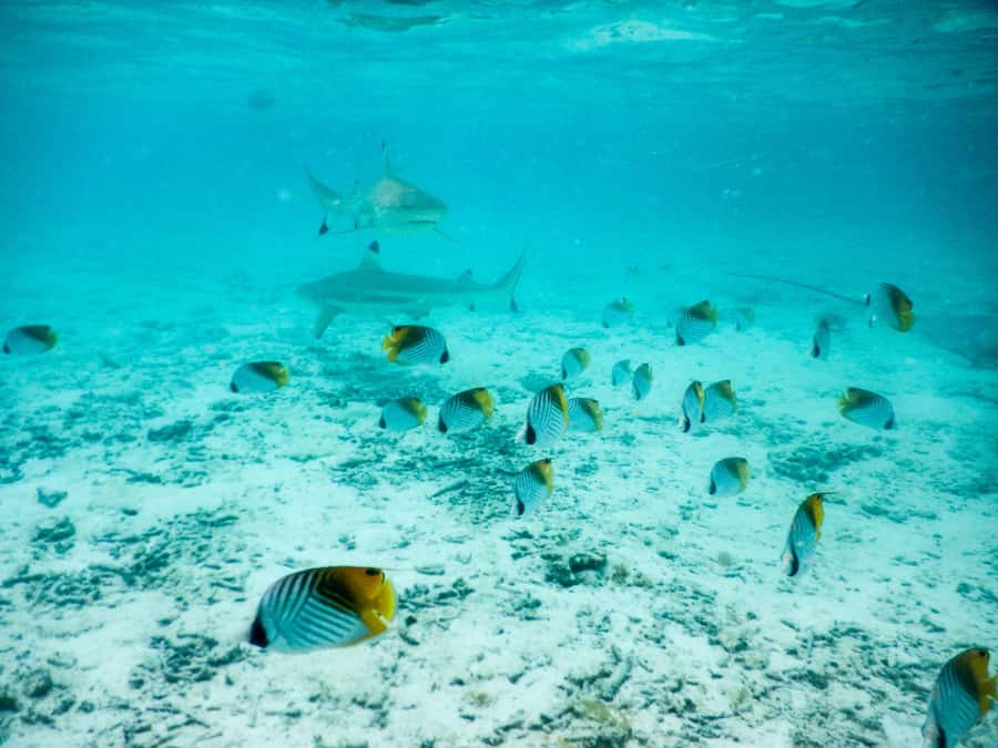 Bora Bora: Half-Day Lagoon Snorkelling Tour - Small reef sharks at the edge of the reef